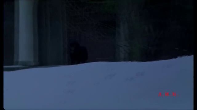 Снегири.mp4 смотреть онлайн