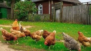 ВОТ ТАТАК И ЖИВЕМ,КАНАЛ ПРО ЖИЗНЬ