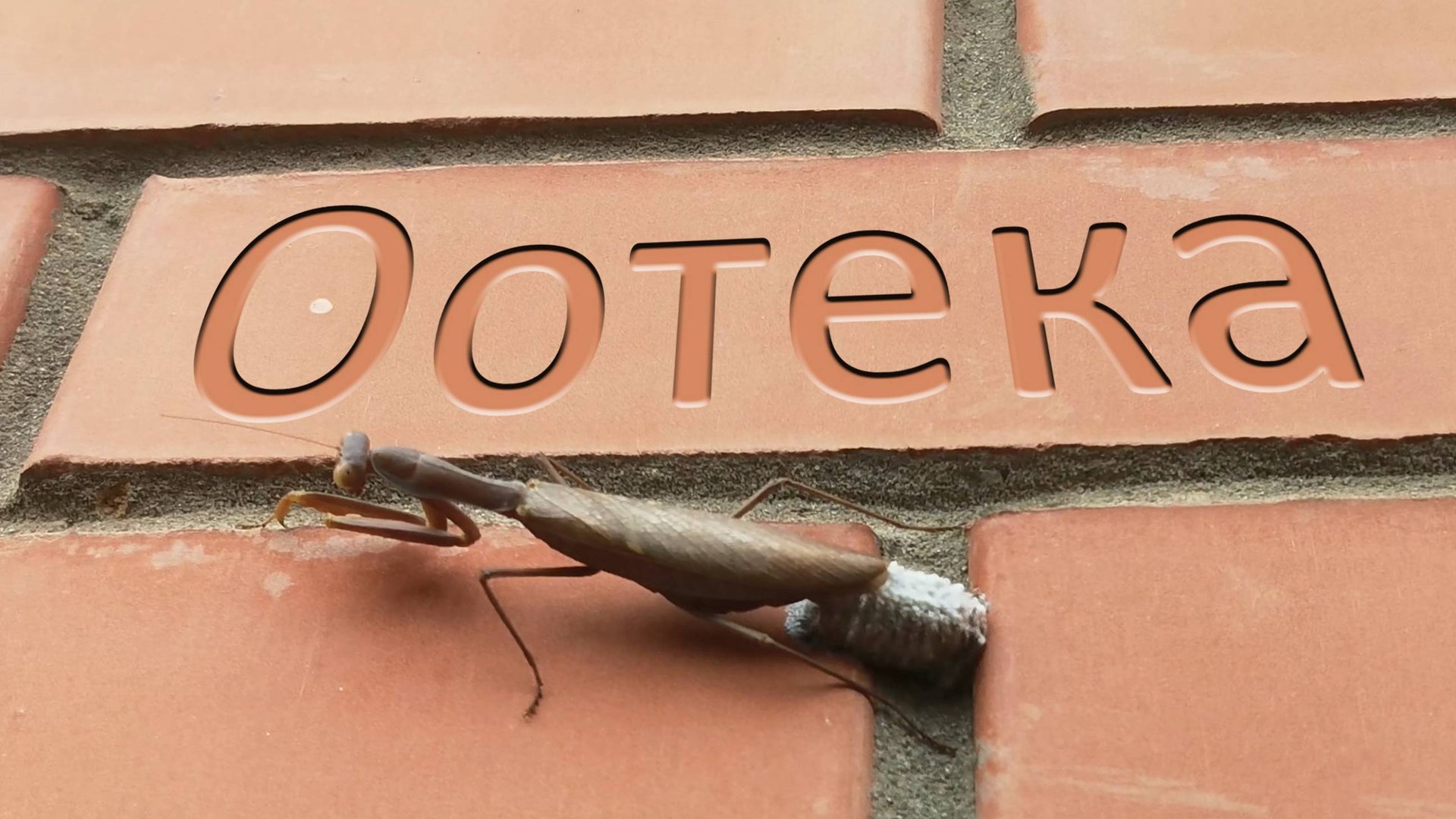 Как выглядят «золотые» яйца богомолов / Кокон богомола смотреть онлайн