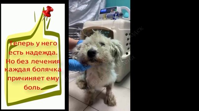 Спасите Бусика!