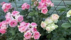 Роза Пьер де Ронсар.