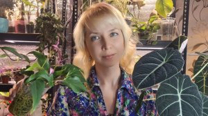 Пересадка алоказии Блэк Вельвет и антуриума Зизу