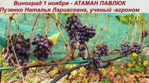 👍Виноград, сохранившийся на кустах -до 1 ноября - АТАМАН ПАВЛЮК.