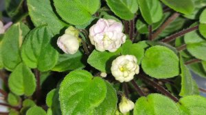 Фиалки без границ.