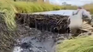 Вот какими мощными могут быть плотины, которые построили бобры #shorts