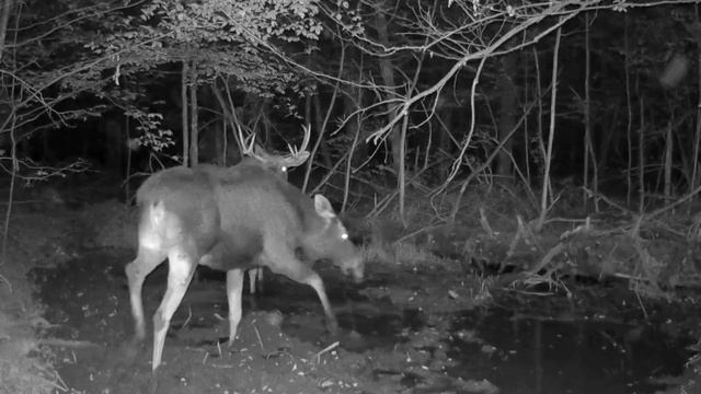 Лоси фото ловушка смотреть онлайн