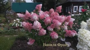 Сентябрь в саду 2025