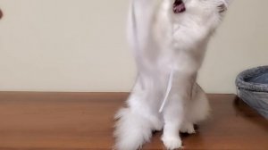 Бьянка 06.10.2025 из Mon Angel