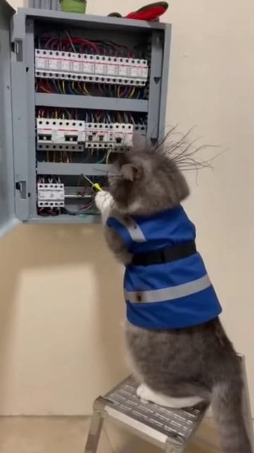 Кот электрик