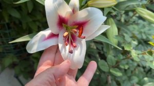 Нимфеи и лилии в моем саду.