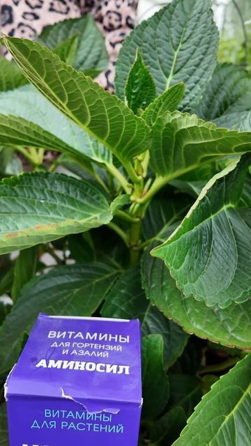 НЕ УКРЫВАЙТЕ КРУПНОЛИСТНУЮ ГОРТЕНЗИЮ НА ЗИМУ КОНСЕВАЦИЯ - ДВА СПОСОБА смотреть онлайн