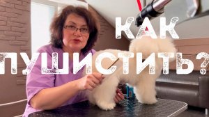 Шерсть Бишон фризе: твой главный кошмар или преимущество? Как правильно сушить и вычесывать Бишона.