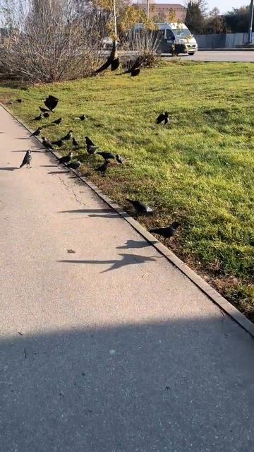 Птички вдоль дорожки смотреть онлайн