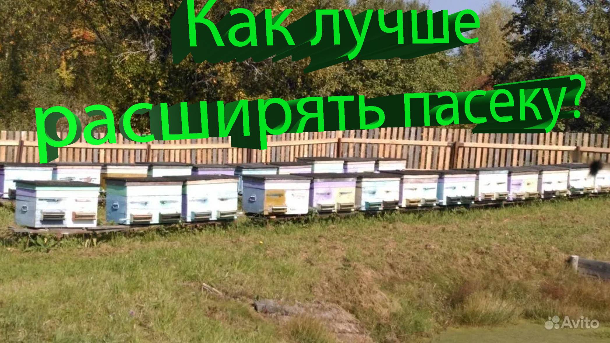 Расширяем пасеку: выбираем лучший вариант пчел и маток смотреть онлайн