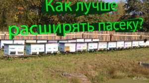 Расширяем пасеку: выбираем лучший вариант пчел и маток