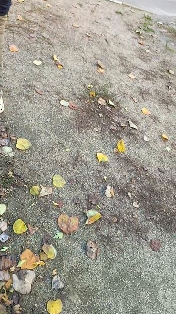 дедология или искусство быть собой 