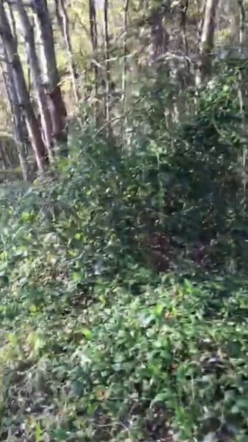 #ресторандвагуся смотреть онлайн