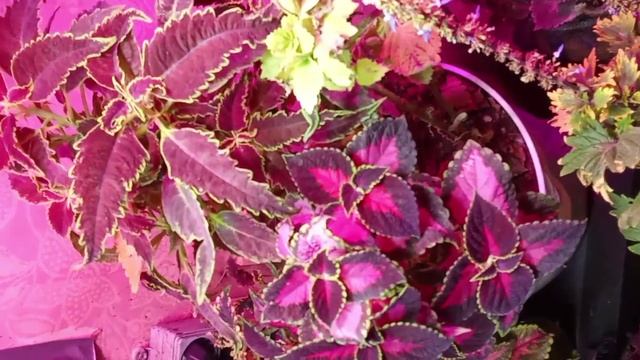 Мои колеусы