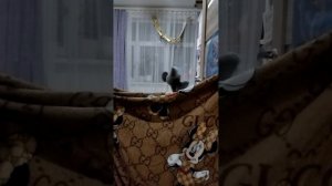 Сказка 3 брата