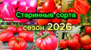 Обзор старинных и народных сортов томатов.Сезон 2026