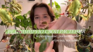 Спасаю свои растения || реанимация, букет из растения на зиму, посадки + распаковка красивых кашпо