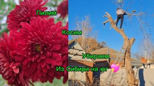 02-11-2025 Из Сибири на юг 💖/Наслаждаемся южной жизнью☀️/Косим/Пилим/Убираем//