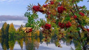 Стать бы мне рябиною.  Поёт  Валентина  Дробышева