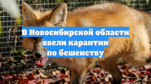 В Новосибирской области ввели карантин по бешенству