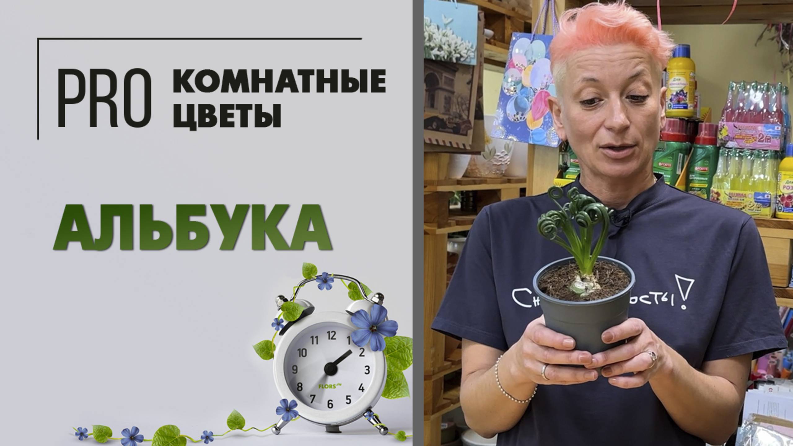 Альбука. ПРО РАСТЕНИЕ. Как ухаживать, поливать и что делать с альбукой. Вредители и период покоя.
