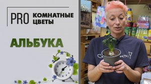 Альбука. ПРО РАСТЕНИЕ. Как ухаживать, поливать и что делать с альбукой. Вредители и период покоя.