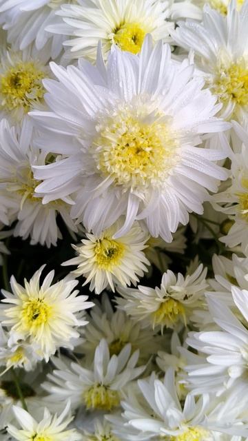 Бал хризантем в Крыму 2025 (Никитский ботанический сад) 31.10 (8)