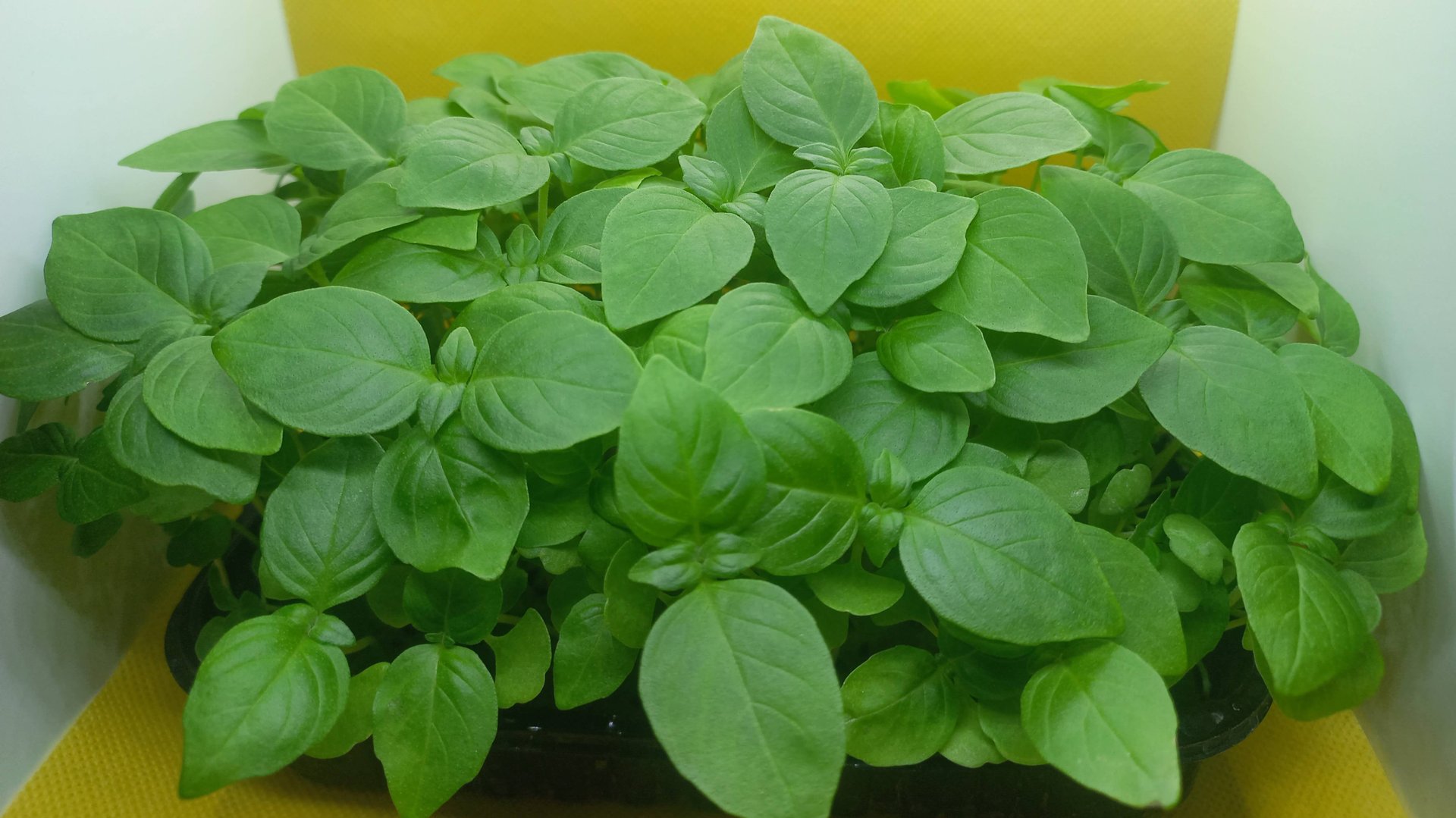 Выращивание микрозелени базилика дома смотреть онлайн