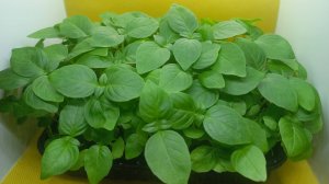 Выращивание микрозелени базилика дома