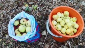 В лес за кормом для домашней птицы. Бесплатный корм и витамины для уток, кур, фазанов и свиней.