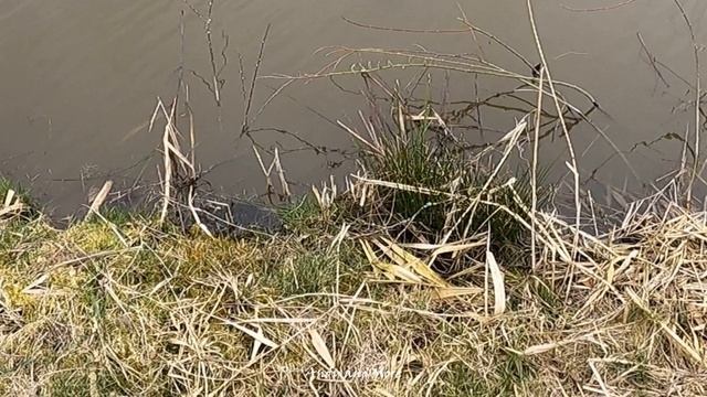 РЫБАЛОЧКА. Karp Fisching