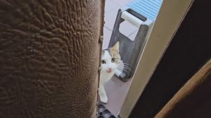 🔥 Кототигры байкотируют, Клёпа послал за головами, кошачья мята не помогла😅