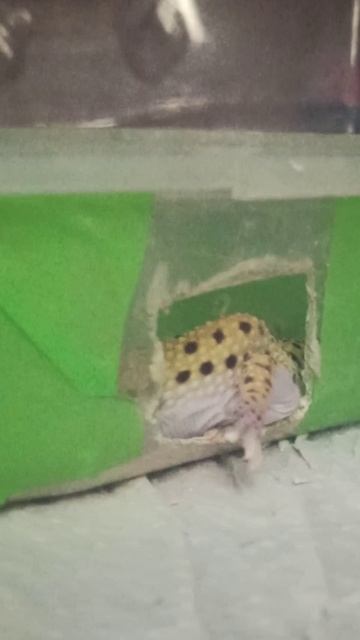 Лапка Квази... 1 ноября 2025 г. смотреть онлайн