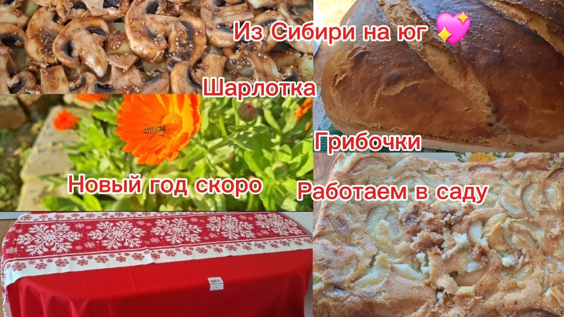 02-11-2025 Переезд из Сибири на юг 💖 /Наслаждаемся южной жизнью ☀️/Готовим вкусняшки/Работа в саду/ смотреть онлайн