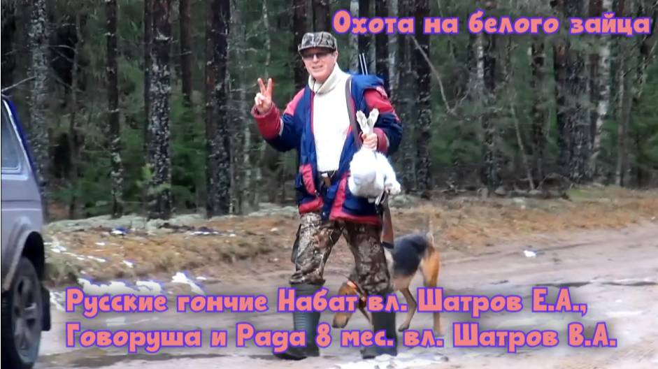 Охота на белого зайца - русские гончие Набат вл. Шатров Е.А., Говоруша и Рада 8мес. вл. Шатров В.А.