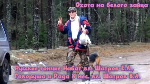 Охота на белого зайца - русские гончие Набат вл. Шатров Е.А., Говоруша и Рада 8мес. вл. Шатров В.А.