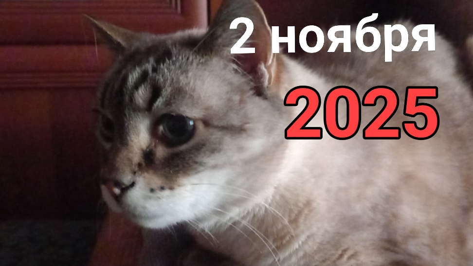 Снежан разыгрался. смотреть онлайн