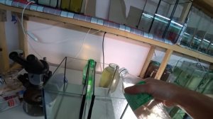 Вся правда почему пропали Данио и зачем я взял Коловратку