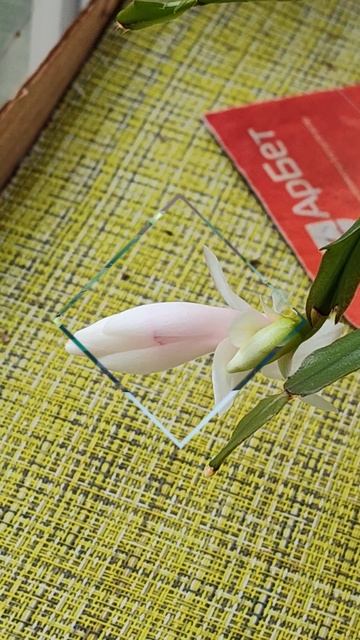 Первый цветок декабриста 🌸 смотреть онлайн