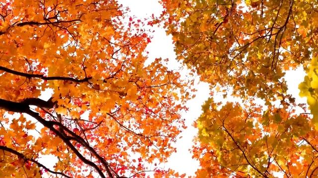 Заклинание привлечь счастье @Duiko смотреть онлайн