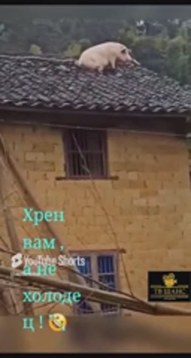 Пипец !!! Холодец сбежал... ))) #улетноевидео #смешно #шутники #приколы #юмор #шутки #юморина #смех смотреть онлайн