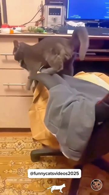 funnycatsvideos2025_2025-11-02-19-58-45_1762102725210 смотреть онлайн