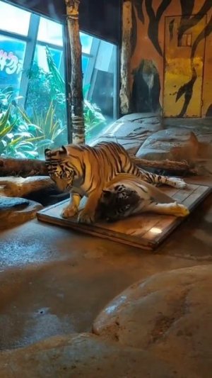 не на свою половину лёг. #самыйсок