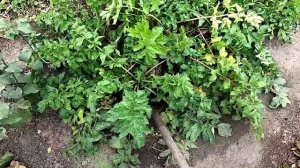 Вес корнеплода пастернака