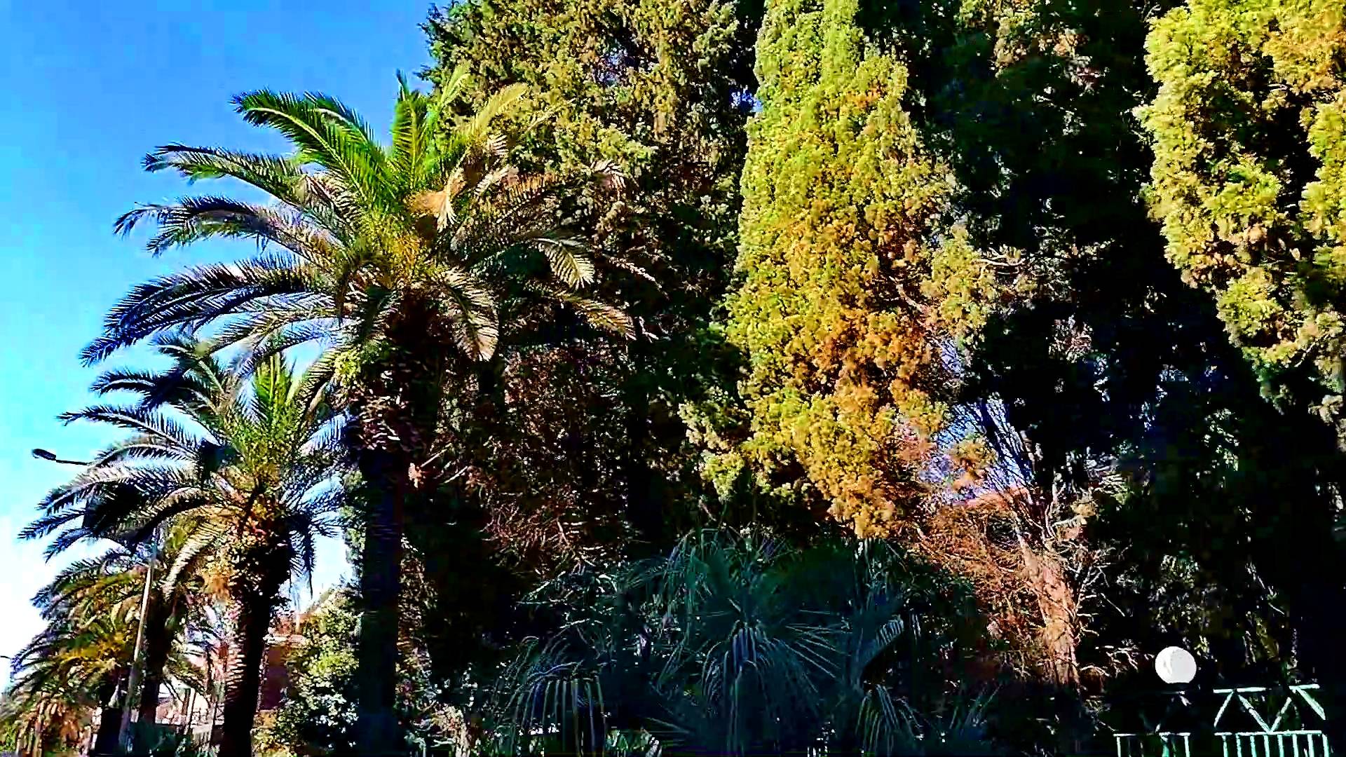 Пальмовое настроение!!! Сочи. смотреть онлайн