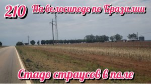 Стадо страусов в поле. На велосипеде по Южной Америке. День 210 Бразилия